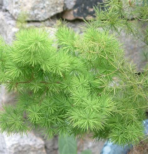 蓬萊松風水|蓬莱松风水禁忌及作用，助您顺风又顺水